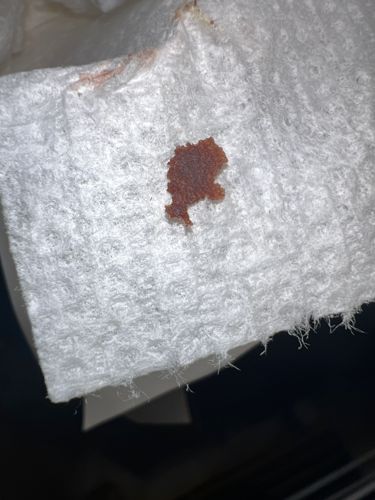 Bed Bug