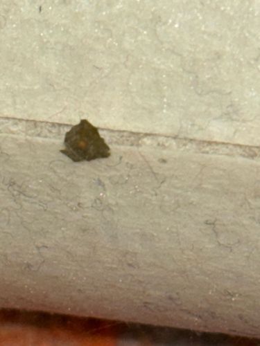 Household Casebearer, Plaster Bagworm