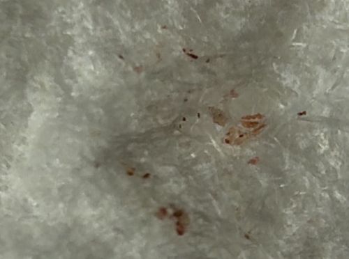 Bird Mite (or possibly Rodent Mite)
