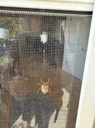 Brown Marmorated Stink Bug