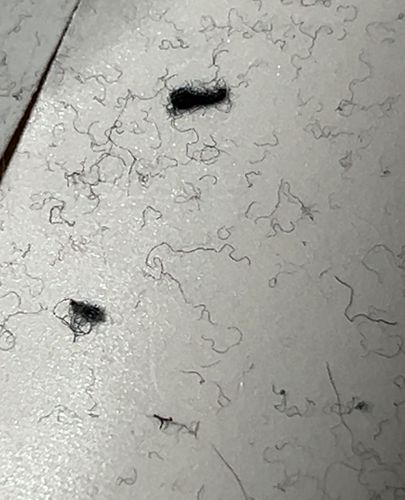 Case-bearing Clothes Moth (Larva)