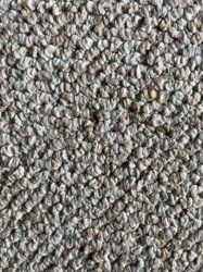 N/A (No insect visible)