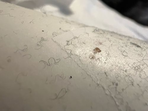 Carpet Beetle (larva)