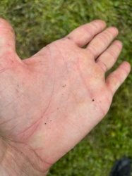 Fungus Gnat