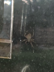 Orb Weaver Spider (likely a Furrow Orb Weaver or similar Araneidae species given the image characteristics)