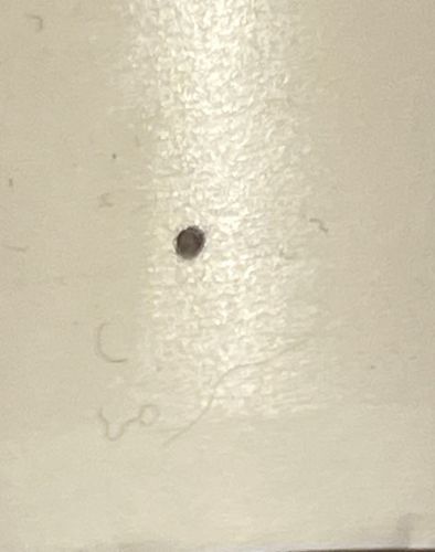 Carpet beetle (likely larval stage or a very small adult)