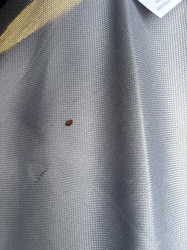 Bed Bug