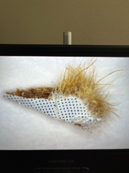 Case-bearing Clothes Moth