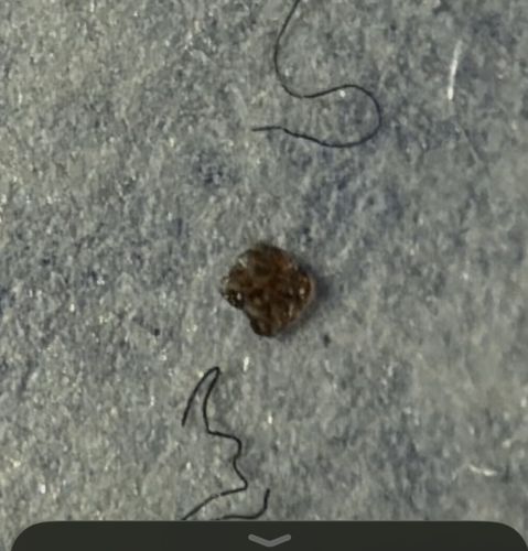 Varied Carpet Beetle