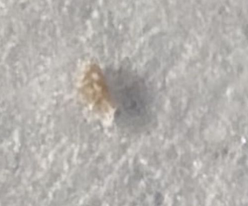 Green Lacewing Larva (Junk Bug)