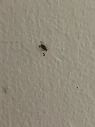 Phorid Fly, Humpbacked Fly, Scuttle Fly