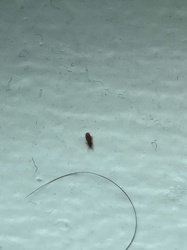 Sawtoothed Grain Beetle