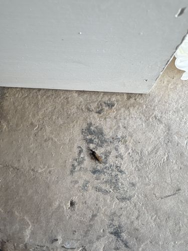 Subterranean Termite Alate (Swarmer)