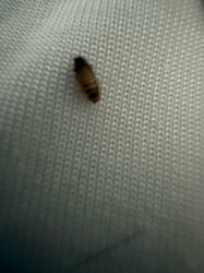 Carpet beetle larva