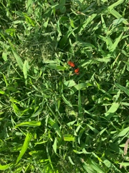 Red-shouldered Blister Beetle