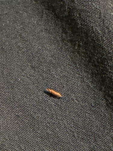 Carpet Beetle Larva (most likely Black Carpet Beetle or Varied Carpet Beetle)