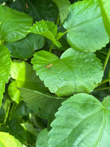 Assassin Bug (Nymph)