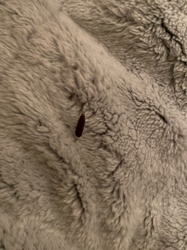 Cockroach (likely German cockroach or similar small species)