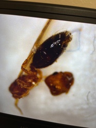 Flying Ant (likely an Alate Ant Queen)