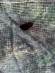 This image is too blurry to definitively identify the bug/insect.