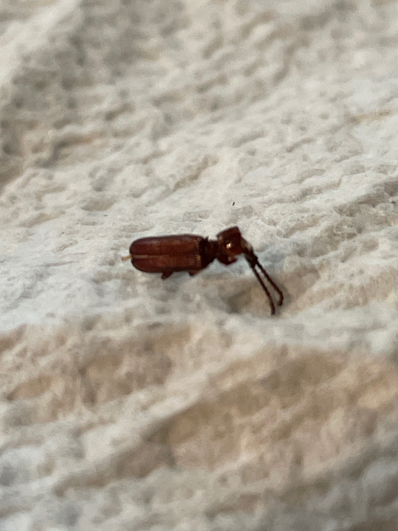 Oak Timberworm Beetle