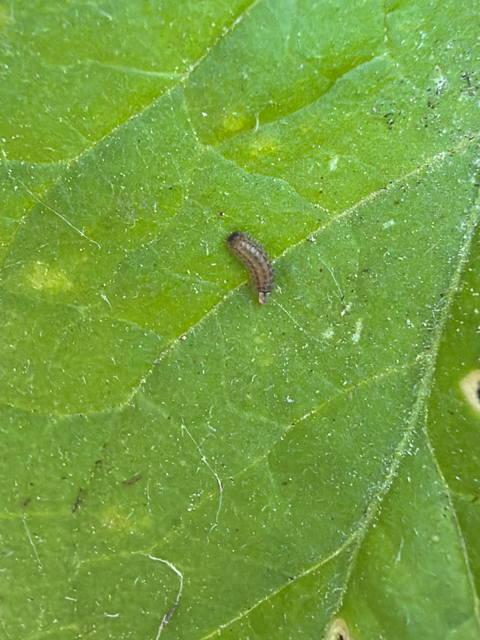 Flea Beetle Larva
