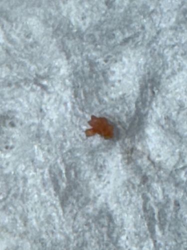 Clover Mite