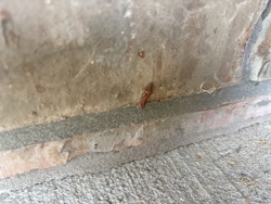 Crane Fly Larva (Leatherjacket)