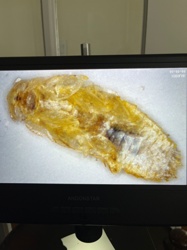 Fly Pupa (likely house fly or similar muscoid fly)