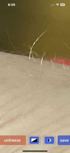 Clothing Moth Larva or Carpet Beetle Larva (Highly speculative due to image quality)