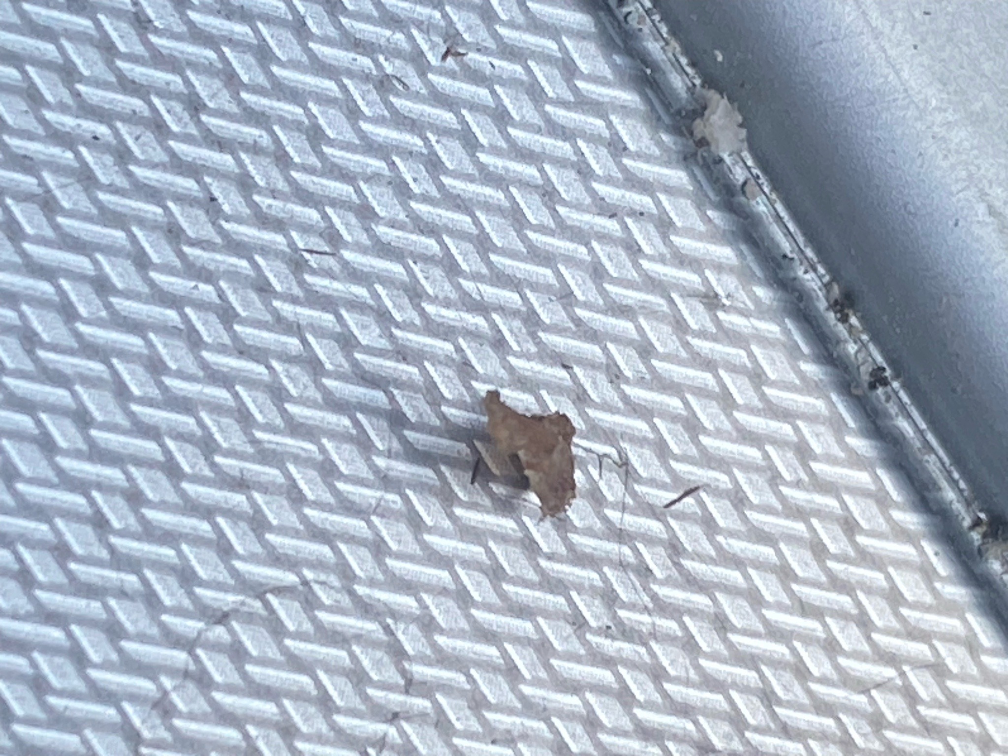 Junk bug (Green Lacewing Larva)