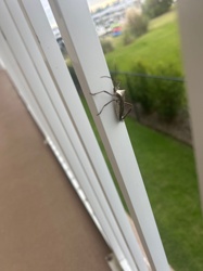 Brown Marmorated Stink Bug