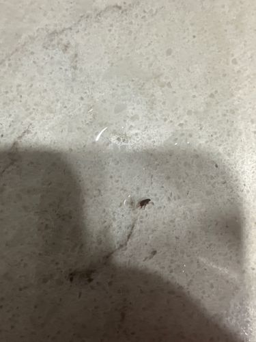 Flea (possibly Cat flea or Dog flea)