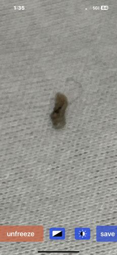 Case-making Clothes Moth