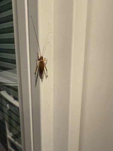 Cave Cricket, Camel Cricket, or Spider Cricket
