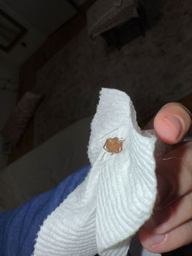 Brown Recluse Spider