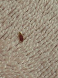 Bed Bug