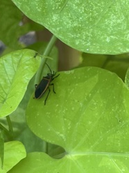 Red-shouldered Stink Bug
