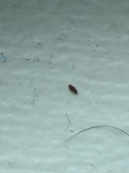 Sawtoothed Grain Beetle