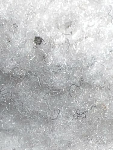 Carpet Beetle Larva (likely varied, common, or black carpet beetle)