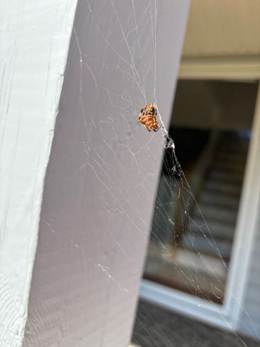 Marbled Orb-weaver