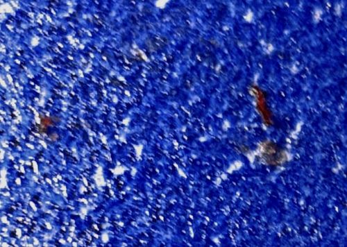 Unidentifiable due to image quality