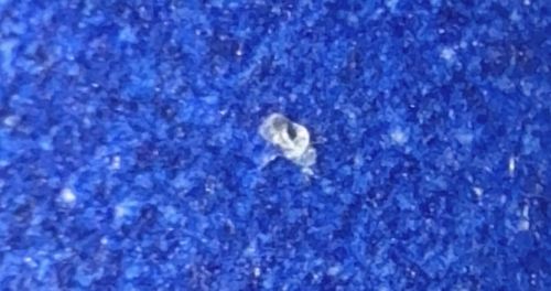 Bird Mite (also known as Rodent Mite or Nest Mite)