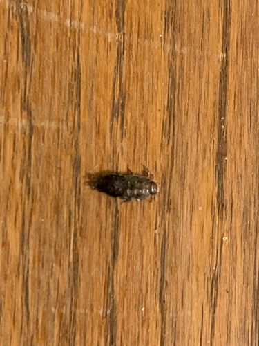 Carpet beetle larva
