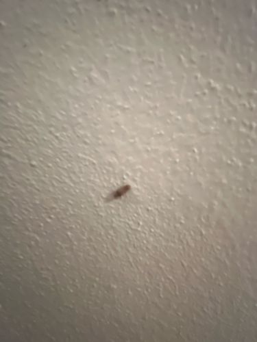 Booklouse (or Psocid)