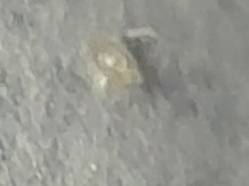 Plaster Bagworm (or Household Casebearer)