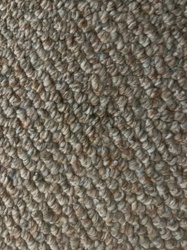 Carpet Beetle