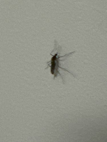 Mosquito
