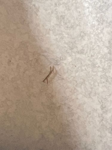 Case-bearing Clothes Moth Larva