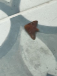 Moth (likely a Geometrid Moth)